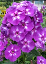 Флокс Метельчатий