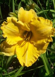 Лілійник Bill-Noris