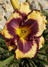 Лілійник Blueberry Sundae