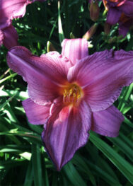 Лілійник Cameo Princess