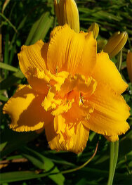 Лілійник-Condila.