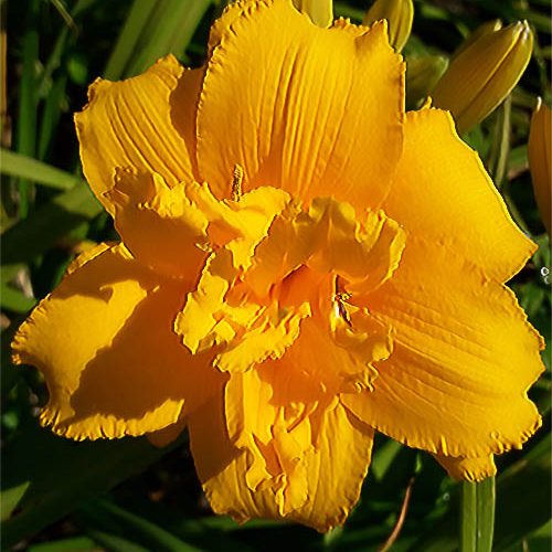 Лілійник-Condila.