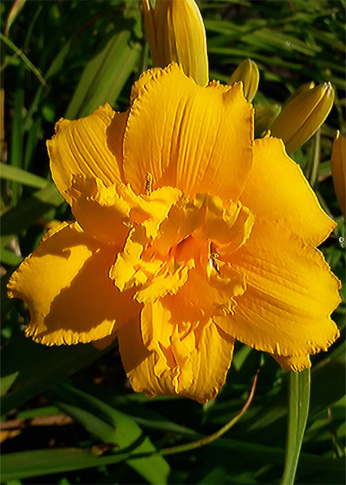 Лілійник-Condila.