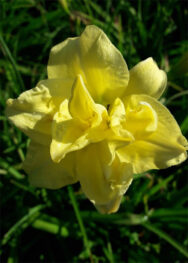 Лілійник Double-Cutie