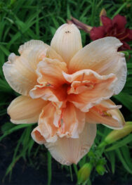 Лілійник Double-Dream