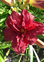 Лілійник Double-Firecracker