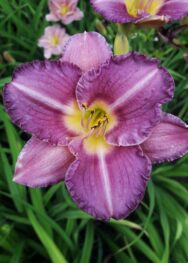 Лілійник Entrament..