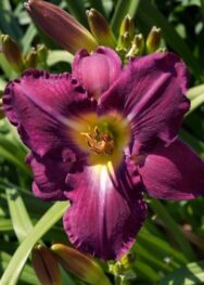 Лілійник Friars Lantern