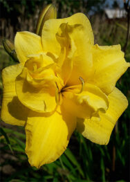 Лілійник Little Bit Exstra