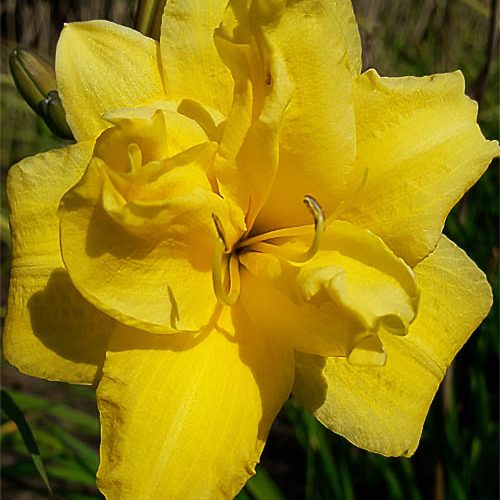 Лілійник Little Bit Exstra