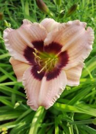 Лілійник Oolay