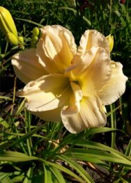 Лілеійник Peggy Jeffcodt