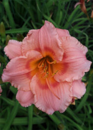 Лілійник Sil.-Littli.Girl