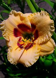 Лілійник Sil. Sugar Time