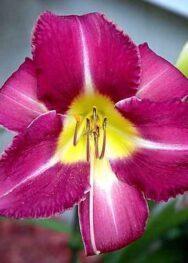 Лілійник "You Devil