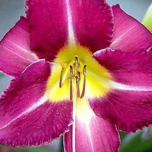 Лілійник "You Devil