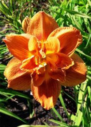 Лілійник Double lisious