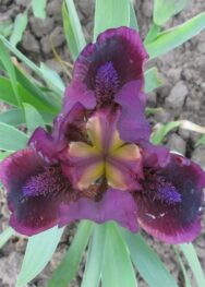 Ірис "Орнамент