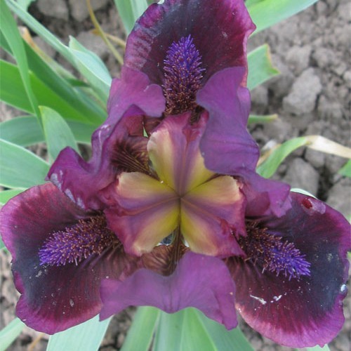 Ірис "Орнамент