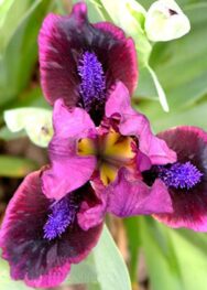 Ірис "Pumpin Iron