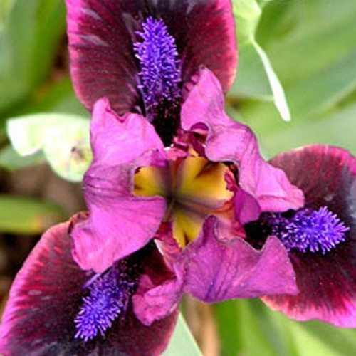 Ірис "Pumpin Iron