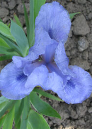 Рівербадерз 14