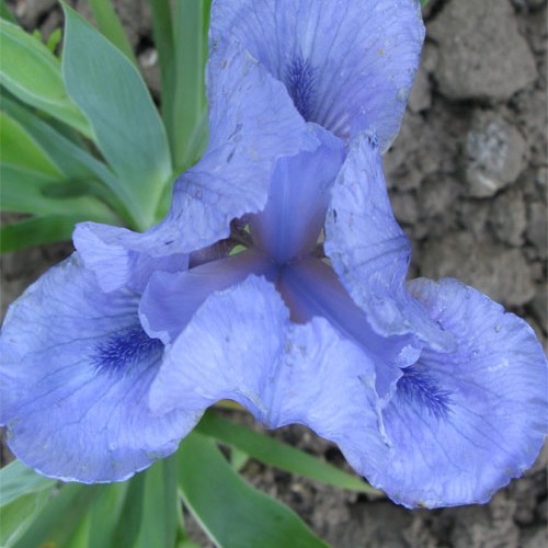 Рівербадерз 14