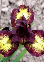 Ірис "Ринжер