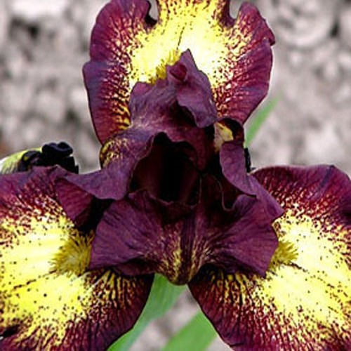 Ірис "Ринжер