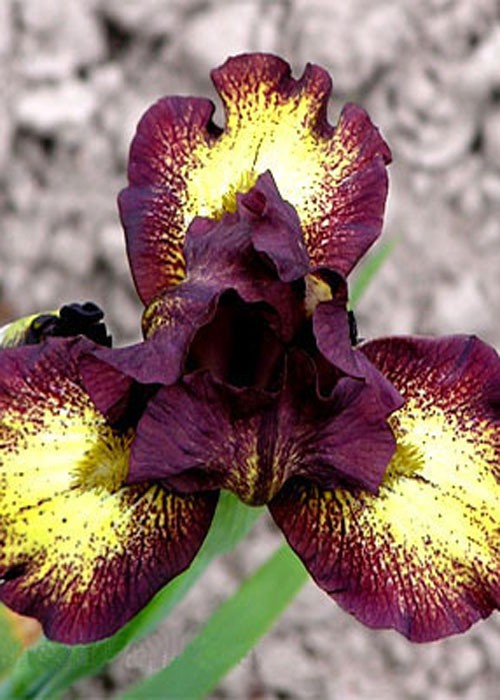 Ірис "Ринжер