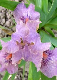 Ірис "Sabrina s Kiss