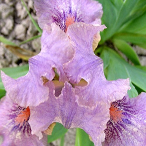 Ірис "Sabrina s Kiss