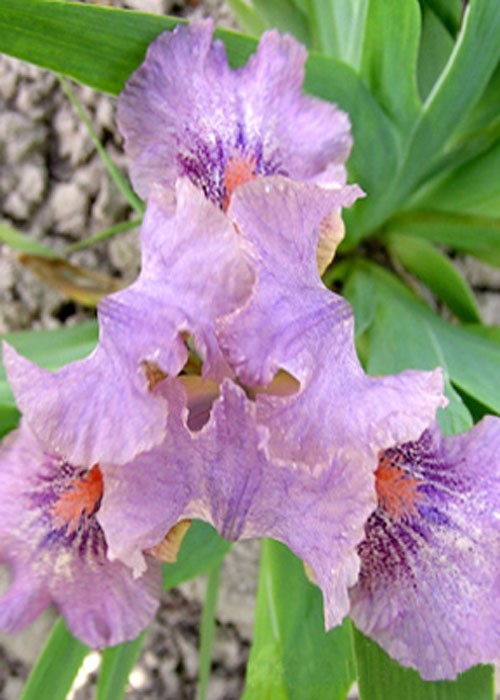 Ірис "Sabrina s Kiss