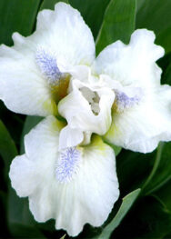 Ірис "Snow Season