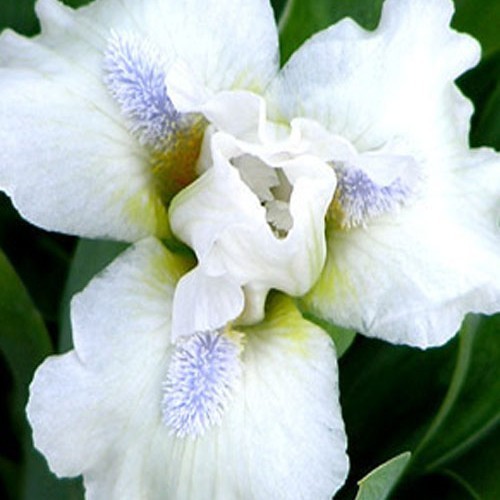 Ірис "Snow Season
