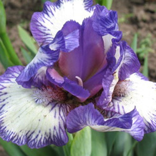 Ірис "Freeze Frame