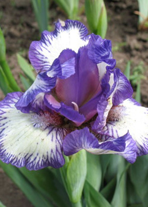 Ірис "Freeze Frame