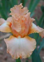 Ірис "Елізіум"