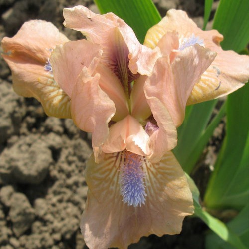 Ірис "Баблз