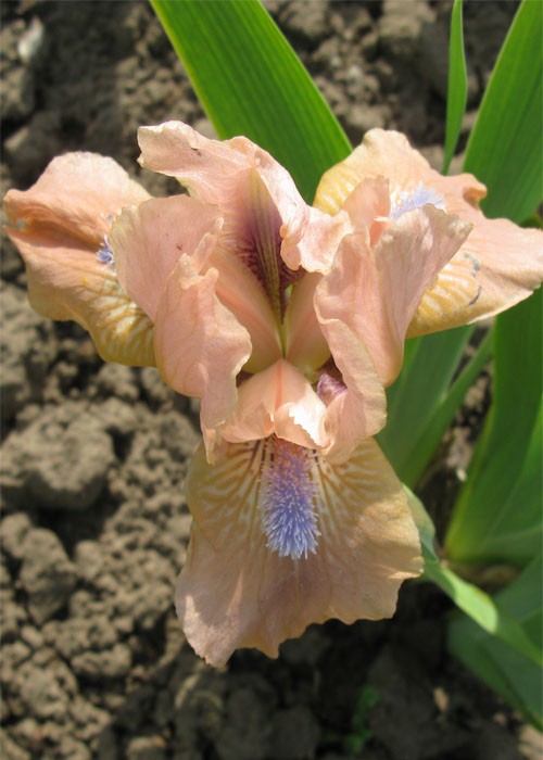 Ірис "Баблз