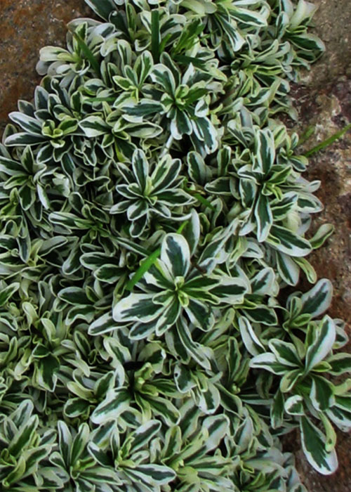 Арабіс Фердинанда Кабурського - Зображення 2