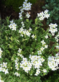 Арабіс ряболистий