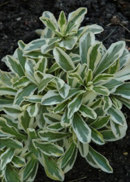 Арабіс Фердинанда Кабурського