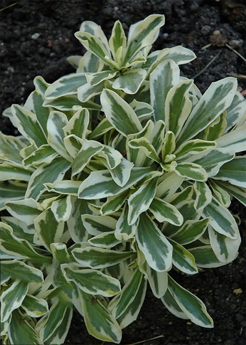 Арабіс Фердинанда Кабурського