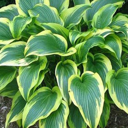 хоста Aureomarginata