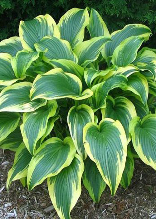 хоста Aureomarginata