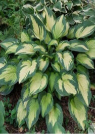 Хоста Berwick Beaunty