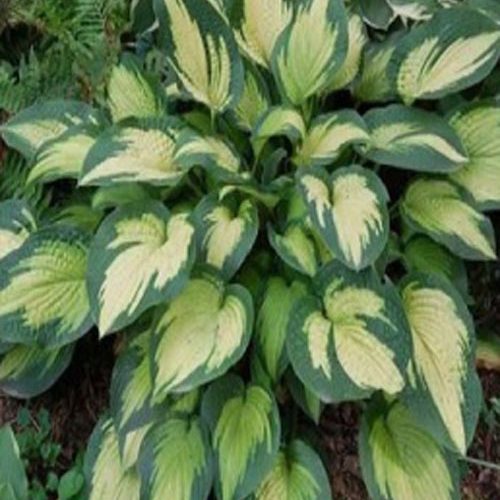 Хоста Berwick Beaunty