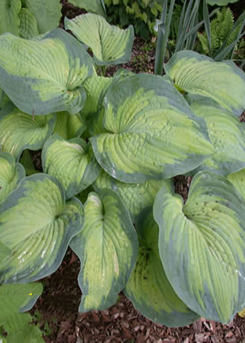 Хоста Berwick Beaunty