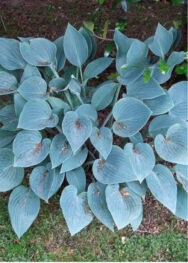 Хоста "Blue cadette"